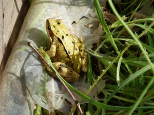Yellow Frog with Black Spots